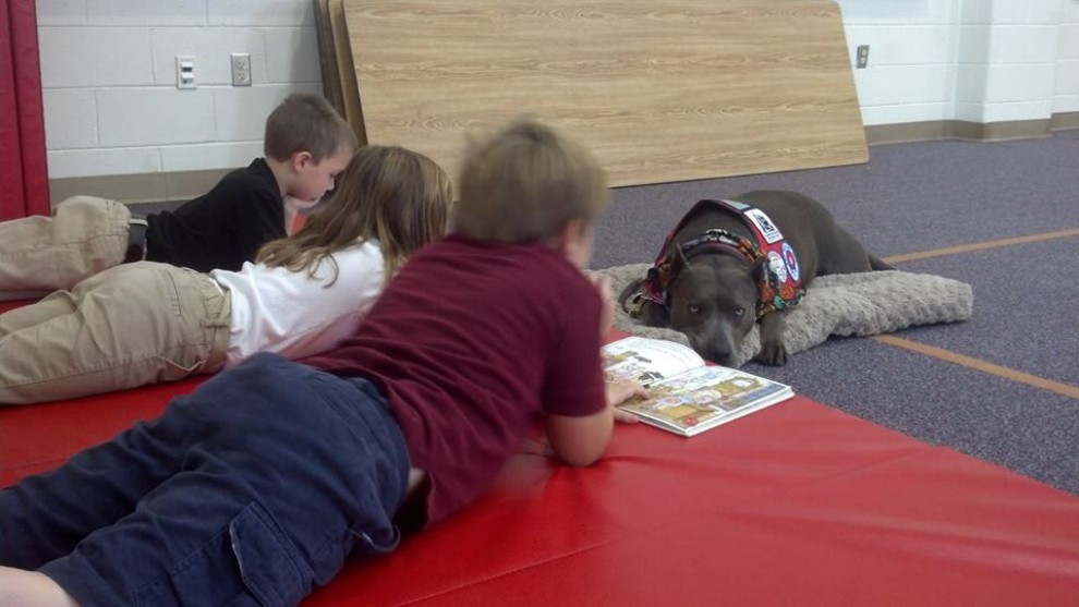 Elle, il pitbull pi&ugrave; eroico degli Usa: aiuta i bambini a leggere in pubblico