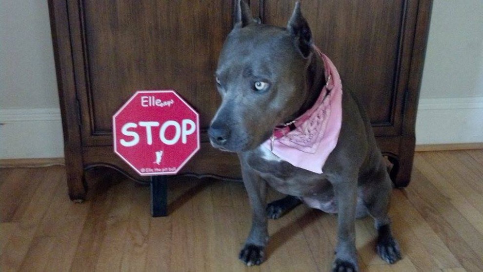 Elle, il pitbull pi&ugrave; eroico degli Usa: aiuta i bambini a leggere in pubblico