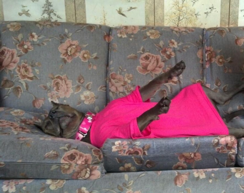 Elle, il pitbull pi&ugrave; eroico degli Usa: aiuta i bambini a leggere in pubblico