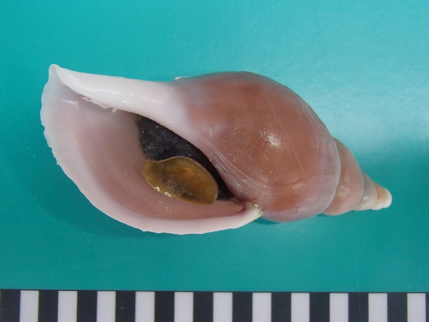 Scozia, 4 nuove specie marine nell'Atlantico: convivono coi gas