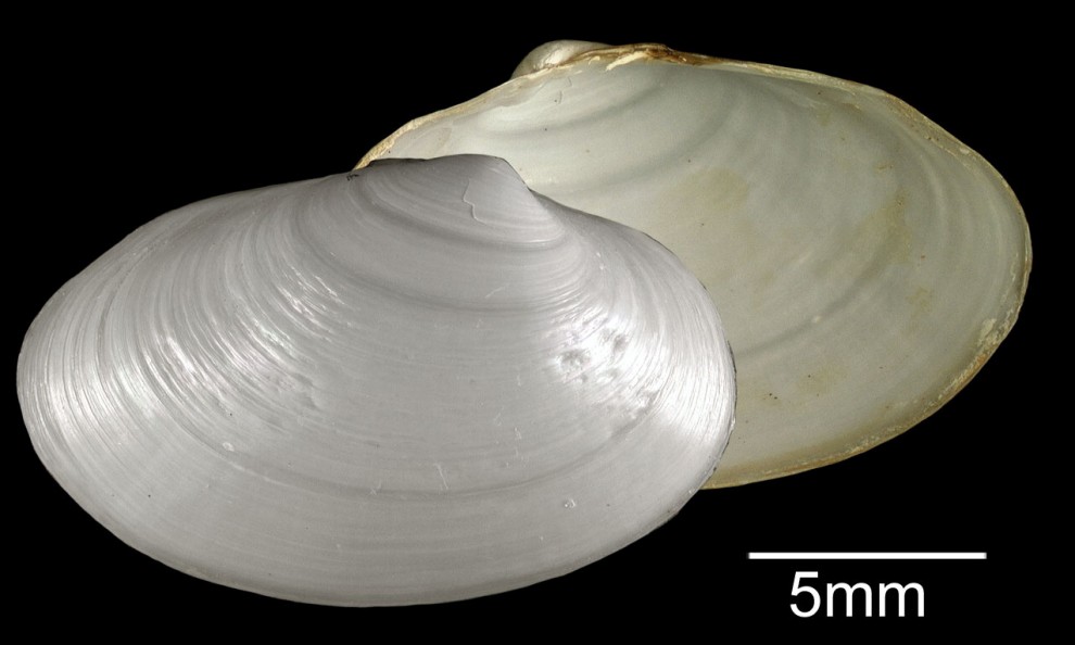 Scozia, 4 nuove specie marine nell'Atlantico: convivono coi gas