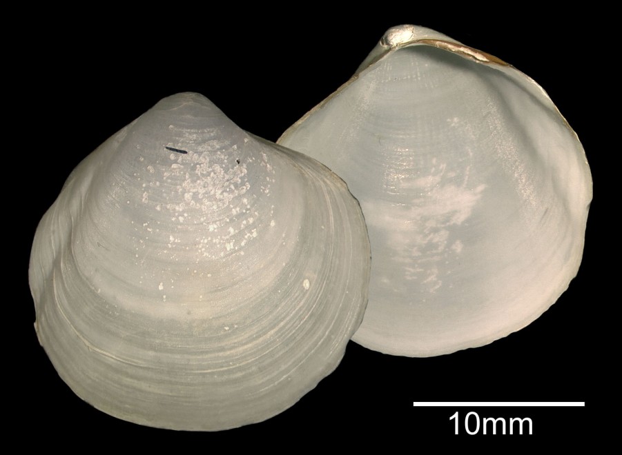Scozia, 4 nuove specie marine nell'Atlantico: convivono coi gas