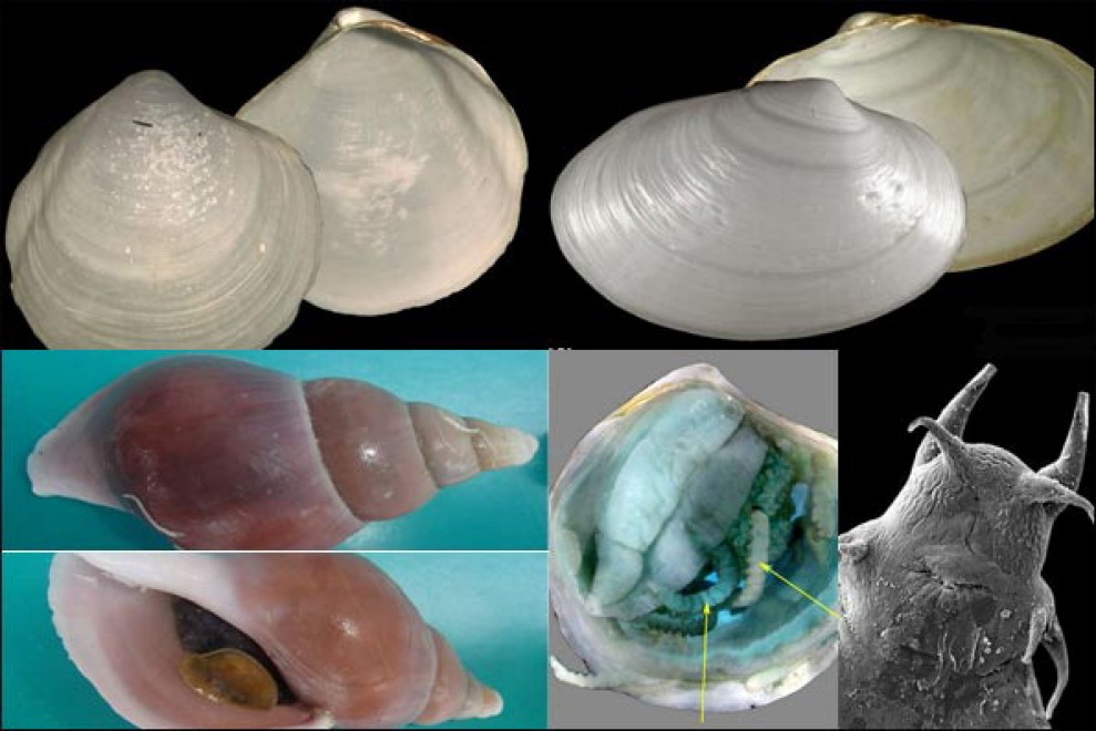 Scozia, 4 nuove specie marine nell'Atlantico: convivono coi gas