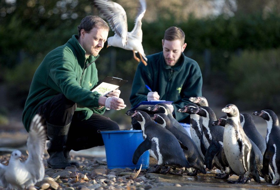Londra, la conta allo zoo: al via il censimento degli animali