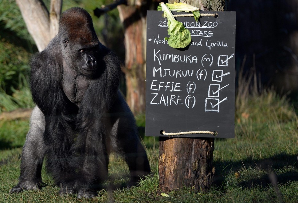 Londra, la conta allo zoo: al via il censimento degli animali