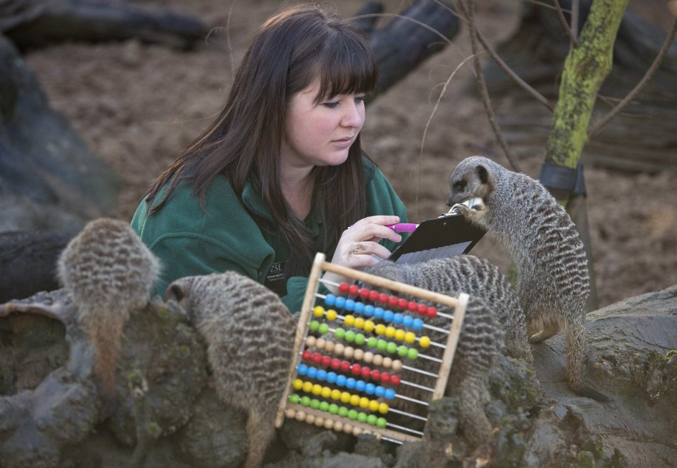 Londra, la conta allo zoo: al via il censimento degli animali