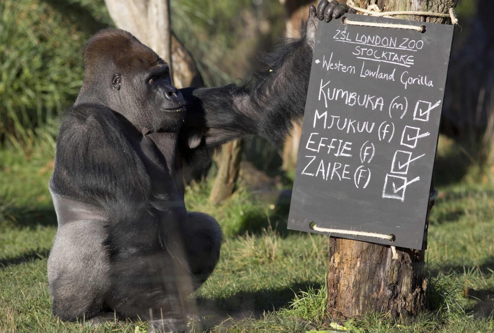 Londra, la conta allo zoo: al via il censimento degli animali