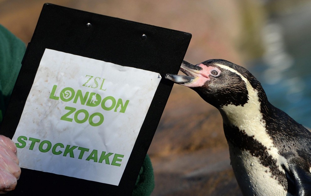 Londra, la conta allo zoo: al via il censimento degli animali