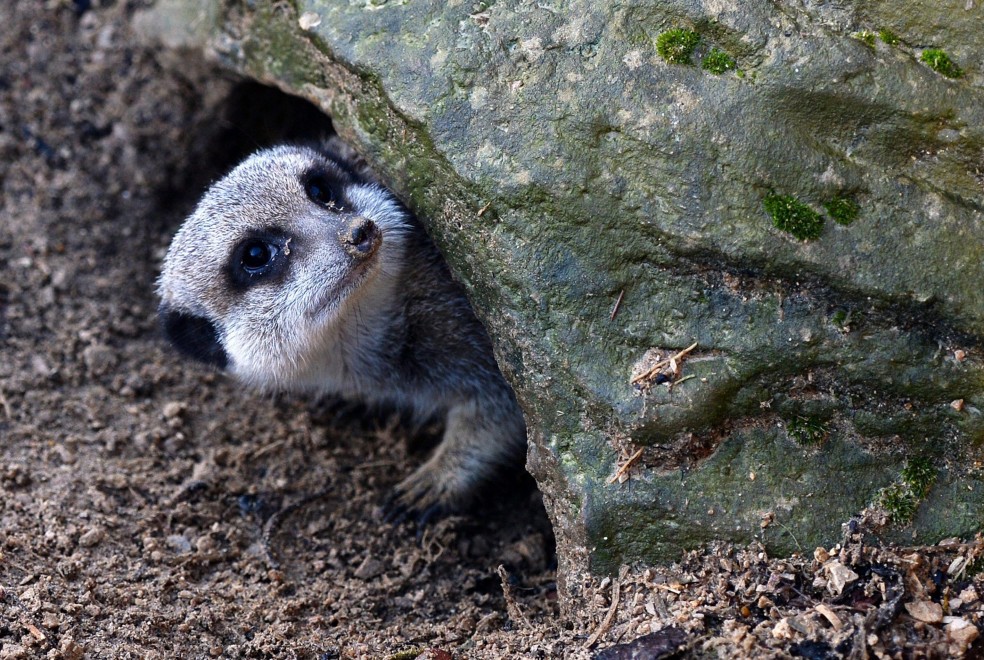 Londra, la conta allo zoo: al via il censimento degli animali