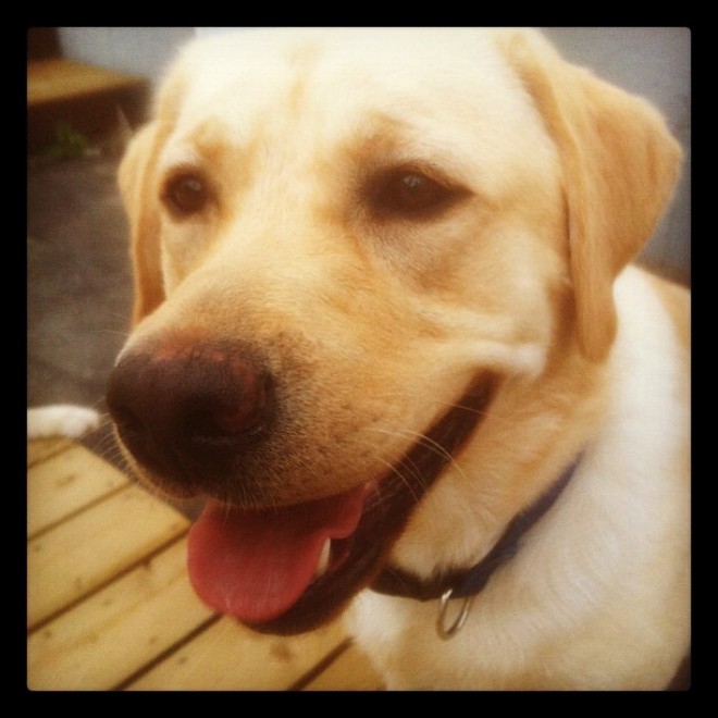 Jack e Cooper, i retriever spalano la neve per i vicini