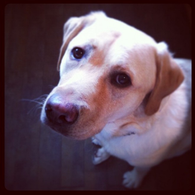 Jack e Cooper, i retriever spalano la neve per i vicini