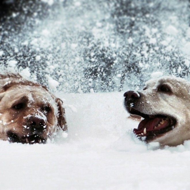 Jack e Cooper, i retriever spalano la neve per i vicini