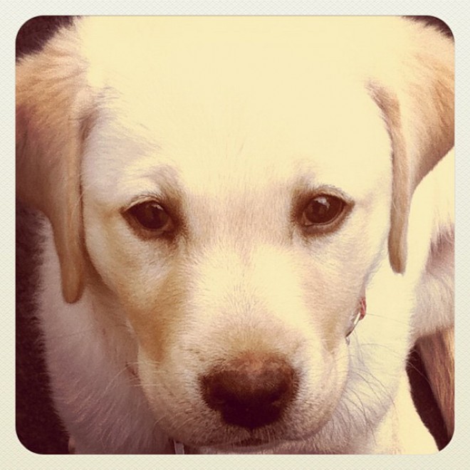 Jack e Cooper, i retriever spalano la neve per i vicini