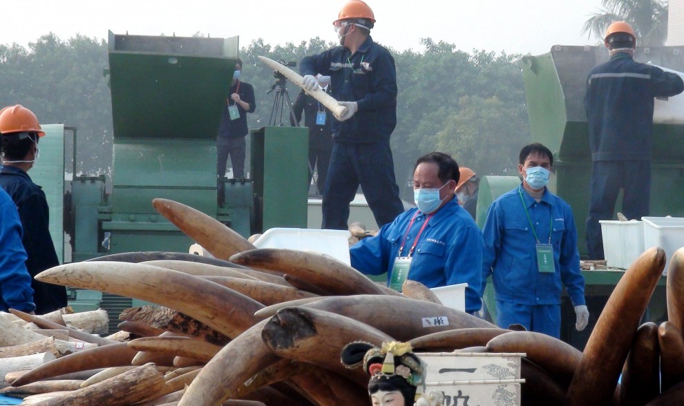 La Cina distrugge sei tonnellate di avorio illegale