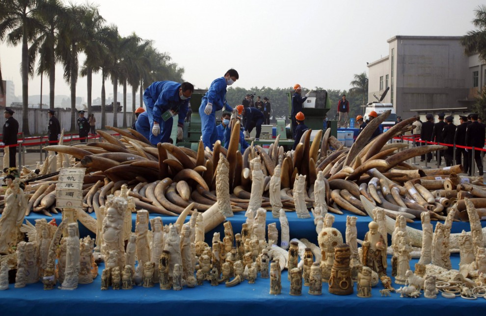 La Cina distrugge sei tonnellate di avorio illegale