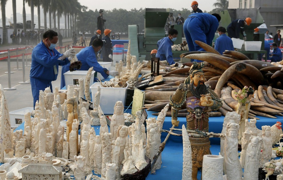 La Cina distrugge sei tonnellate di avorio illegale