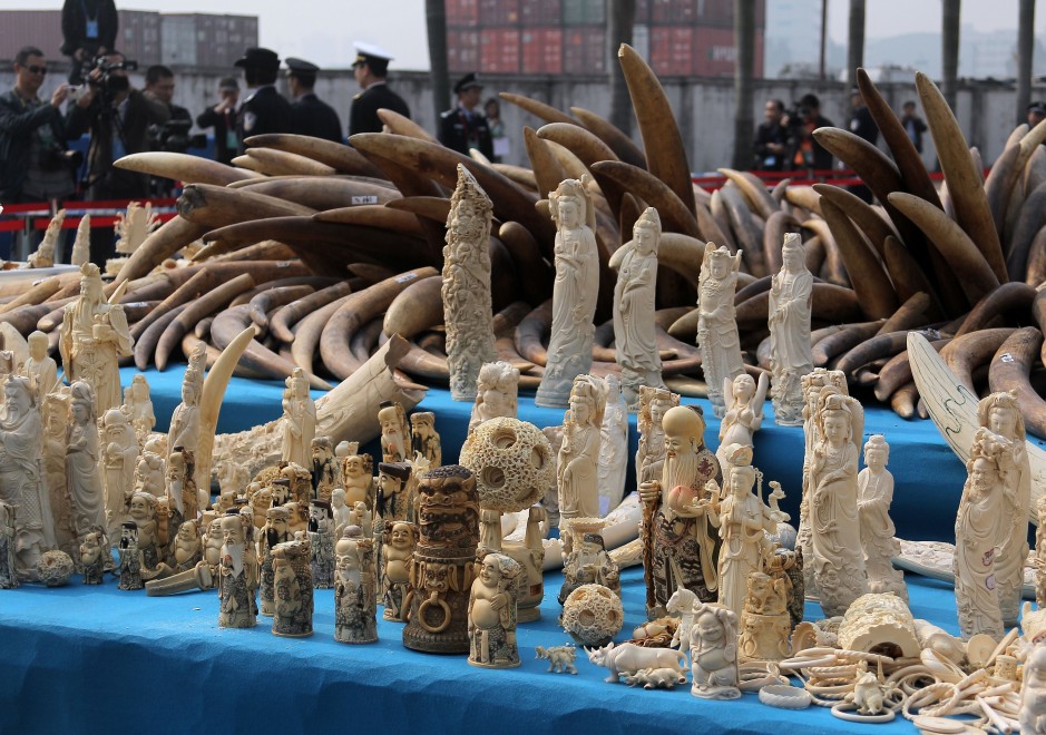 La Cina distrugge sei tonnellate di avorio illegale