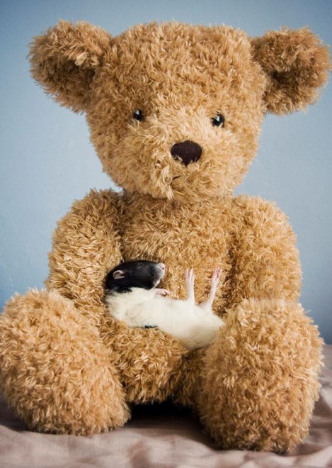 Topolini e Teddy Bear: coccole e pisolini con i peluche