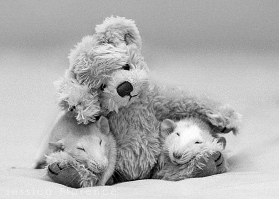 Topolini e Teddy Bear: coccole e pisolini con i peluche