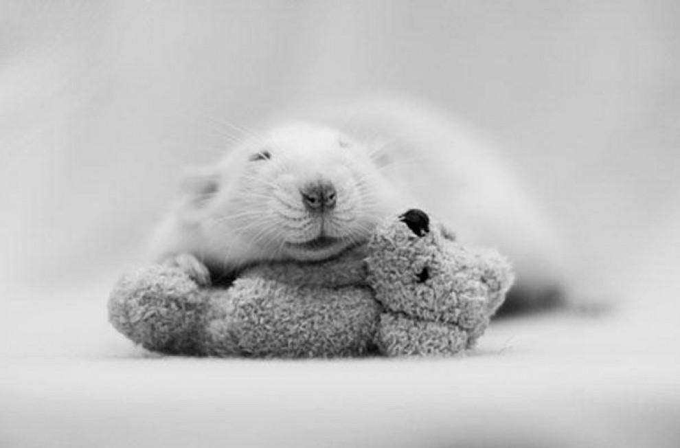 Topolini e Teddy Bear: coccole e pisolini con i peluche