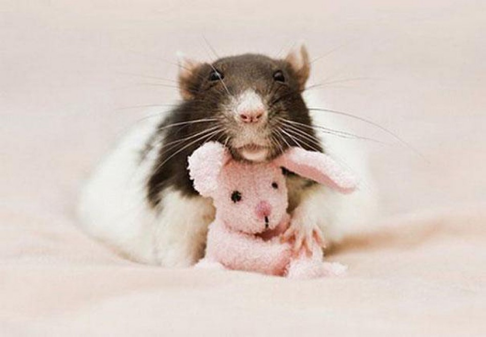 Topolini e Teddy Bear: coccole e pisolini con i peluche