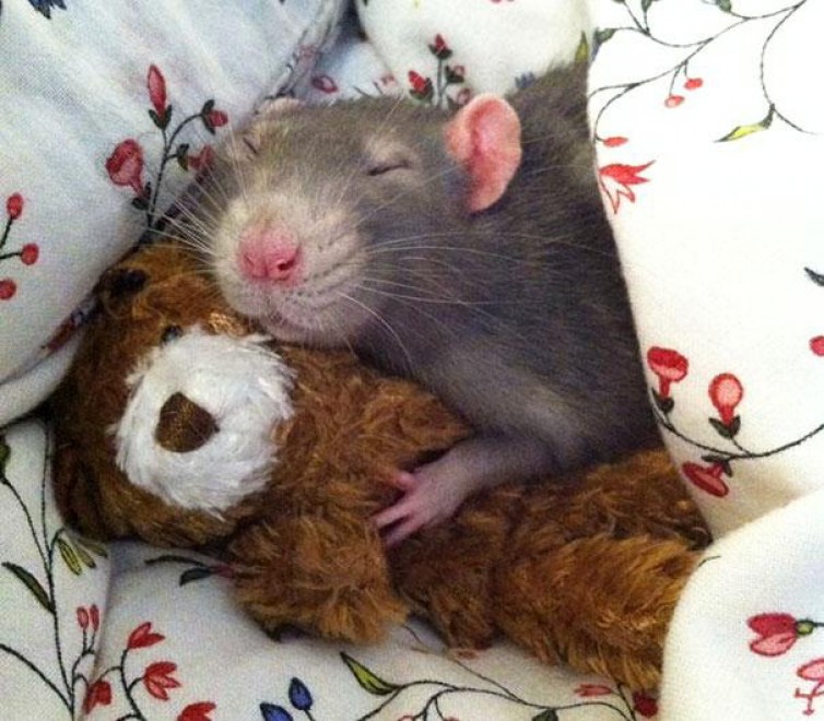 Topolini e Teddy Bear: coccole e pisolini con i peluche
