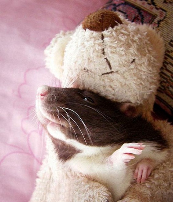 Topolini e Teddy Bear: coccole e pisolini con i peluche