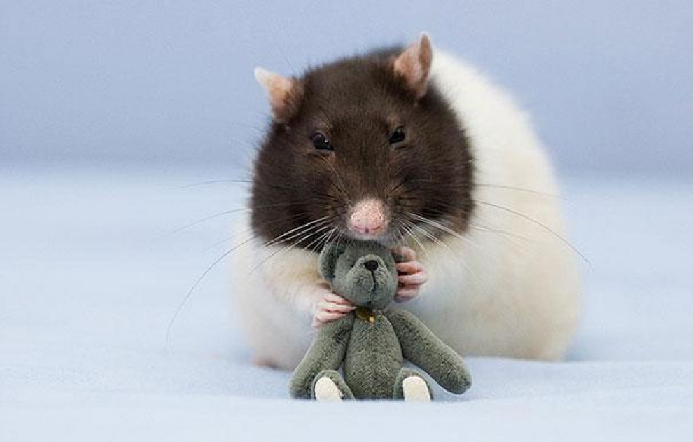 Topolini e Teddy Bear: coccole e pisolini con i peluche