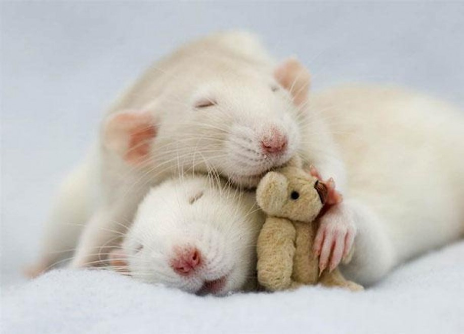 Topolini e Teddy Bear: coccole e pisolini con i peluche