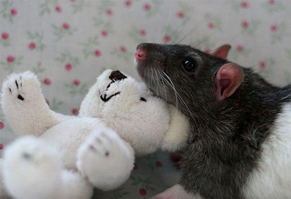 Topolini e Teddy Bear: coccole e pisolini con i peluche