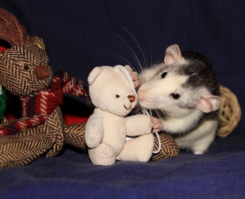 Topolini e Teddy Bear: coccole e pisolini con i peluche