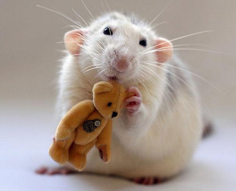 Topolini e Teddy Bear: coccole e pisolini con i peluche