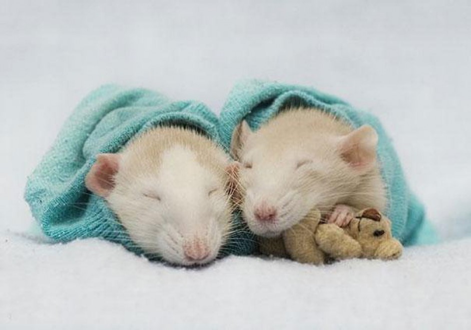 Topolini e Teddy Bear: coccole e pisolini con i peluche
