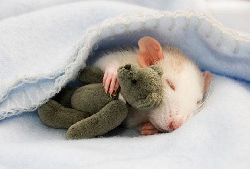 Topolini e Teddy Bear: coccole e pisolini con i peluche