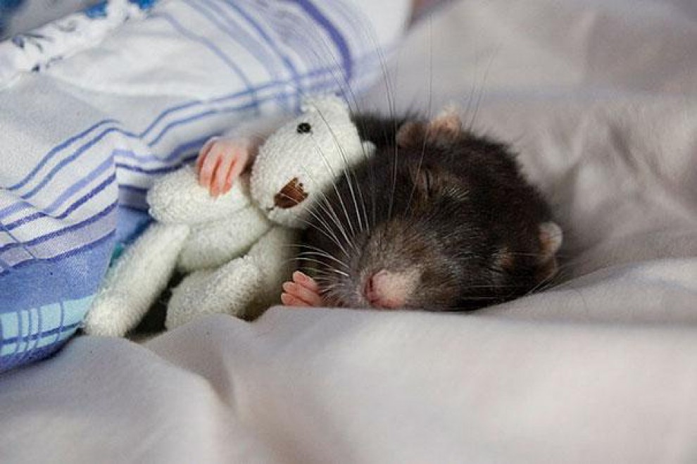 Topolini e Teddy Bear: coccole e pisolini con i peluche