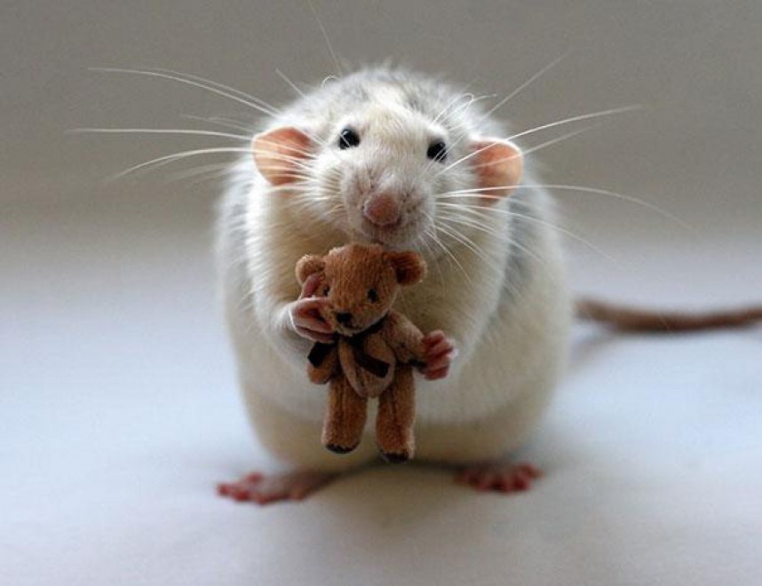 Topolini e Teddy Bear: coccole e pisolini con i peluche