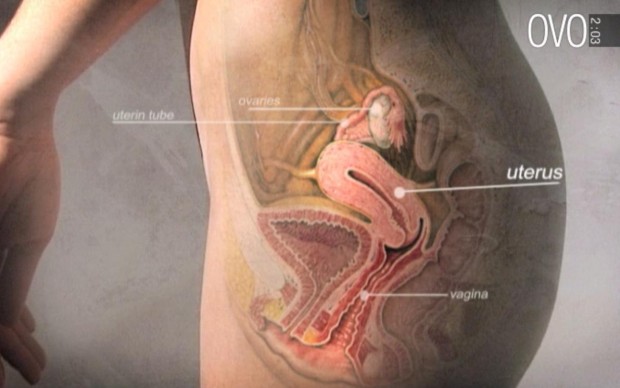 L'educazione sessuale secondo Ovo: come conoscere l'anatomia in 3 minuti