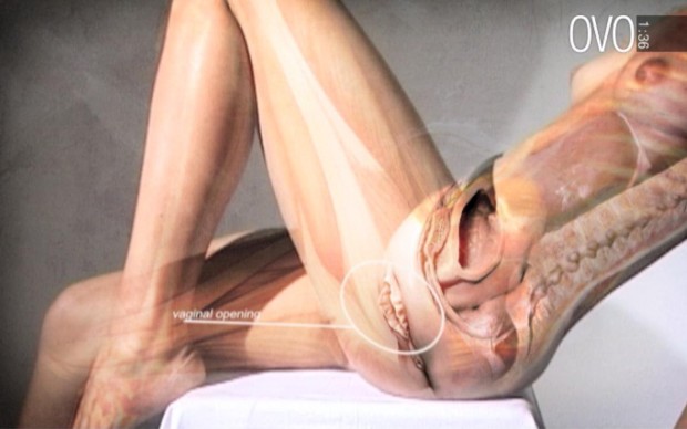 L'educazione sessuale secondo Ovo: come conoscere l'anatomia in 3 minuti