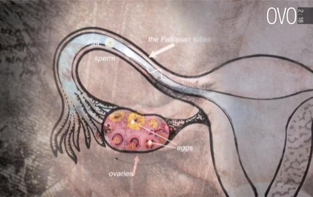 L'educazione sessuale secondo Ovo: come conoscere l'anatomia in 3 minuti