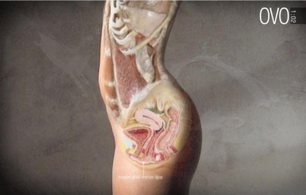 L'educazione sessuale secondo Ovo: come conoscere l'anatomia in 3 minuti