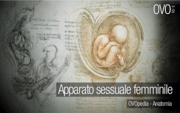 L'educazione sessuale secondo Ovo: come conoscere l'anatomia in 3 minuti