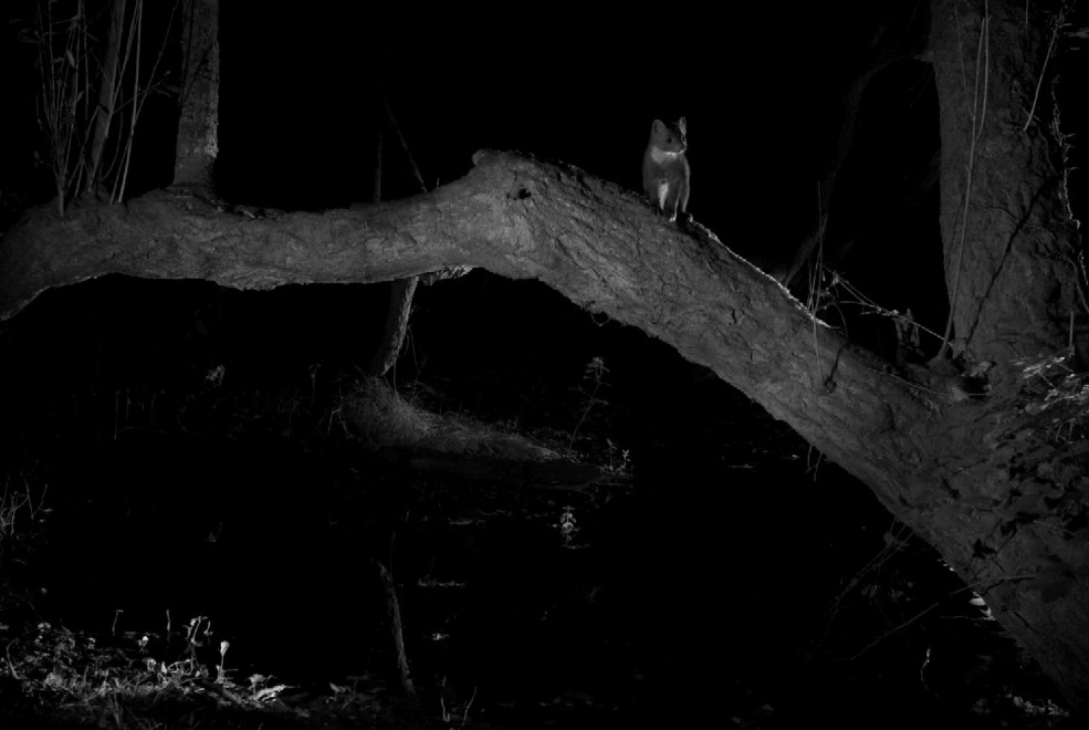 Quando tramonta il sole: la vita notturna degli animali