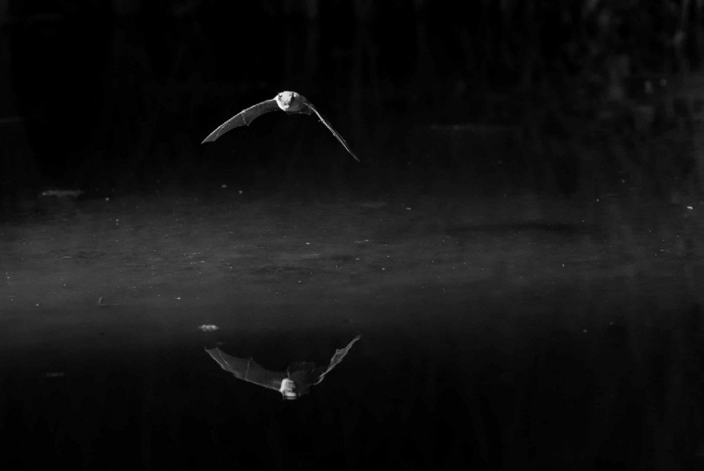 Quando tramonta il sole: la vita notturna degli animali