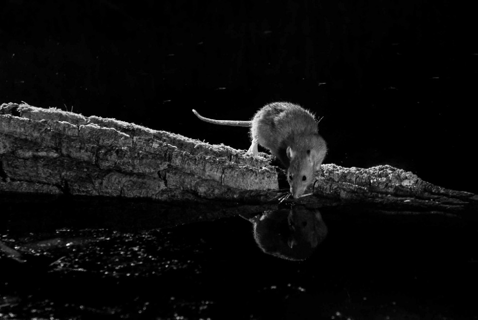 Quando tramonta il sole: la vita notturna degli animali