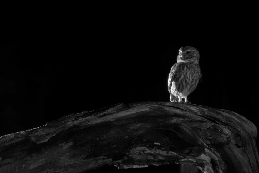 Quando tramonta il sole: la vita notturna degli animali