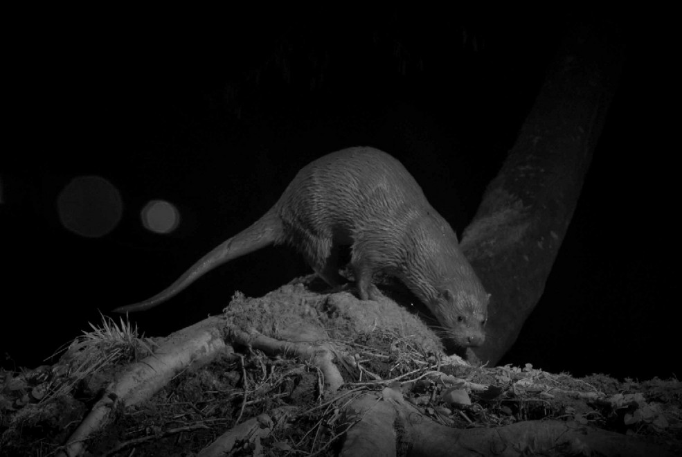 Quando tramonta il sole: la vita notturna degli animali