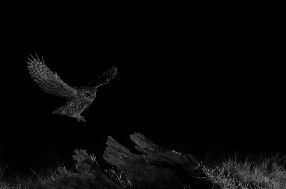 Quando tramonta il sole: la vita notturna degli animali