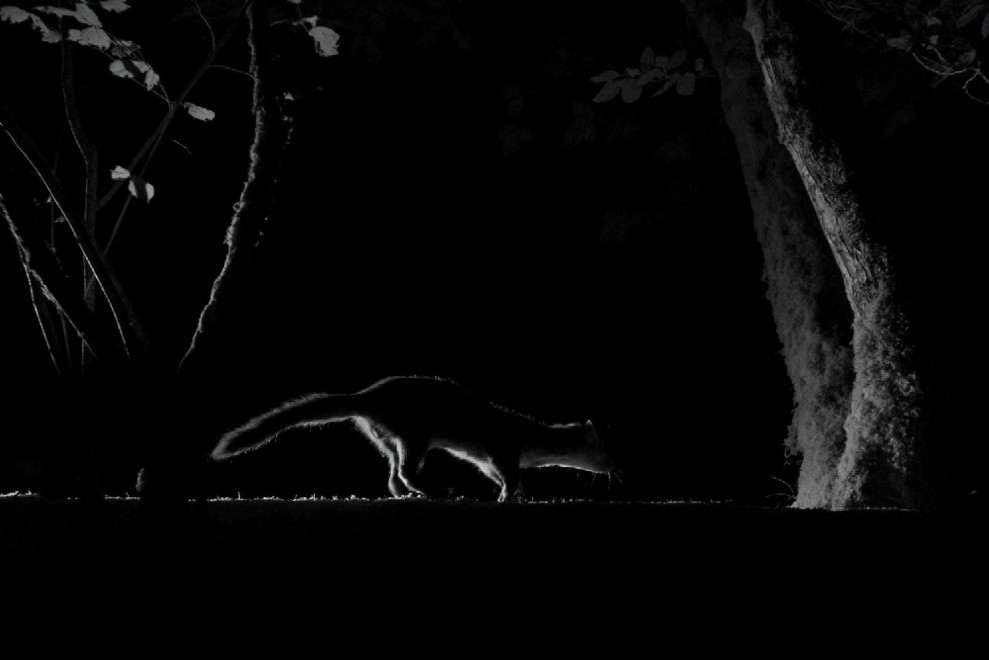 Quando tramonta il sole: la vita notturna degli animali
