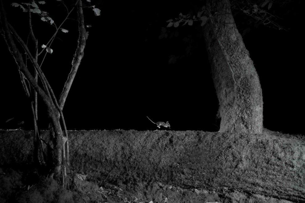 Quando tramonta il sole: la vita notturna degli animali