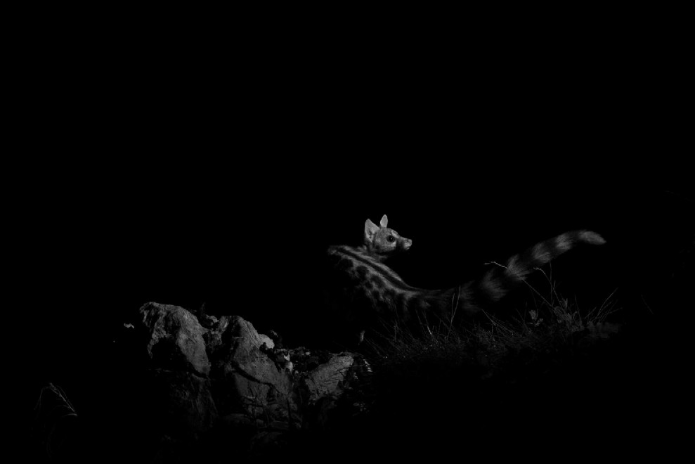 Quando tramonta il sole: la vita notturna degli animali